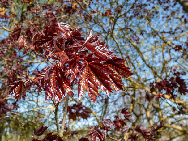 Close-up shot of the deep purplish-crimson leaves of the award-winning Norway Maple (Acer platanoides) 'Crimson King' growing in a park in spring - Photo, Image