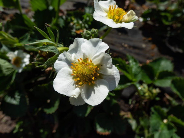 Macro di un singolo fiore di fragola con stami dettagliati (androecium) disposti in cerchio e circondati da petali bianchi su una pianta di fragola verde - Foto, immagini