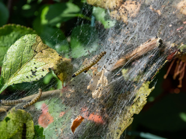 Ομάδα των προνυμφών της ερμίνης των πτηνών (Yponomeuta evonymella) μαριονέτα σε σφιχτά συσκευασμένο κοινόχρηστο, λευκό ιστό σε κορμό δέντρου και κλαδιά μεταξύ των πράσινων φύλλων το καλοκαίρι - Φωτογραφία, εικόνα
