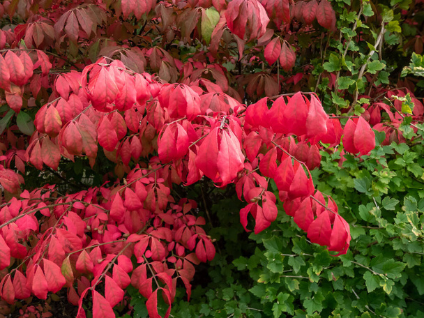 Beautiful, colorful - pink and red leaves of popular ornamental plant winged spindle, winged euonymus or burning bush (Euonymus alatus (thunb,) Siebold) 'Compactus' in autumn - Photo, Image