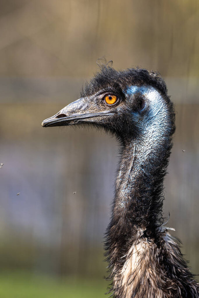 Közelkép egy emu, Dromaius novaehollandiae a második legnagyobb élő madár magasságban, miután a laposmellű futómadár rokona, a strucc. Ausztráliában endémiás. - Fotó, kép