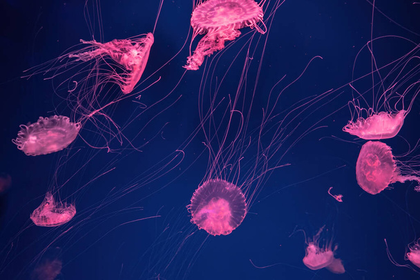 Groep fluorescerende kwallen zwemmen onder water in aquarium zwembad met roze neon licht. De Atlantische zee brandnetel chrysaora quinquecirrha in blauw water, oceaan. Theriologie, toerisme, duiken, onderzees leven. - Foto, afbeelding