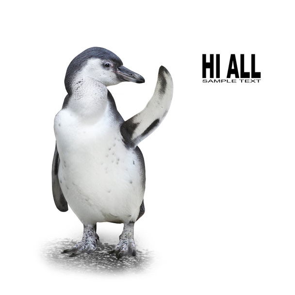 Vicces pingvin mutatja a helyet, a szöveg - Fotó, kép