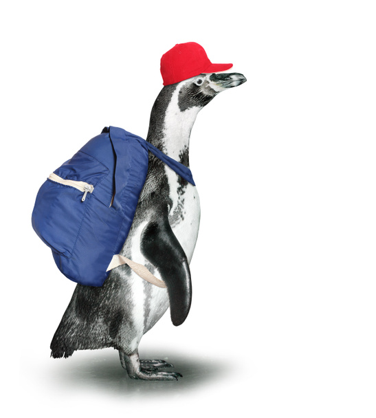 Pingouin drôle avec sac à dos
 - Photo, image