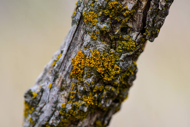 Lichens anexados a um galho de árvore, Província de La Pampa, Patagônia, Argentina. - Foto, Imagem