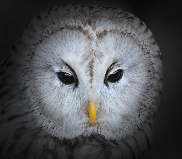 The Ural owl - Photo, Image