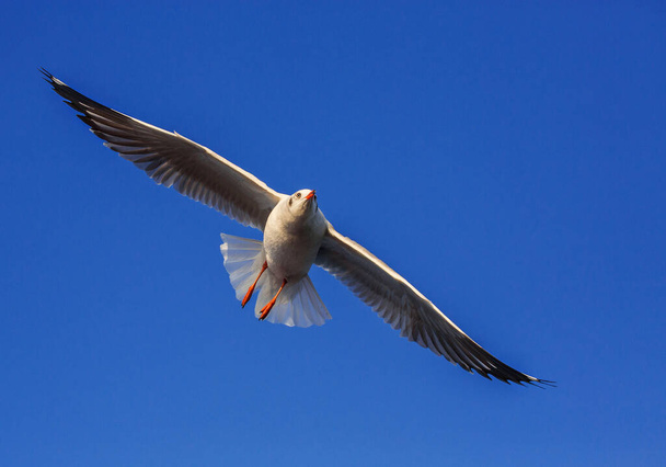 A gaivota voa no céu
. - Foto, Imagem