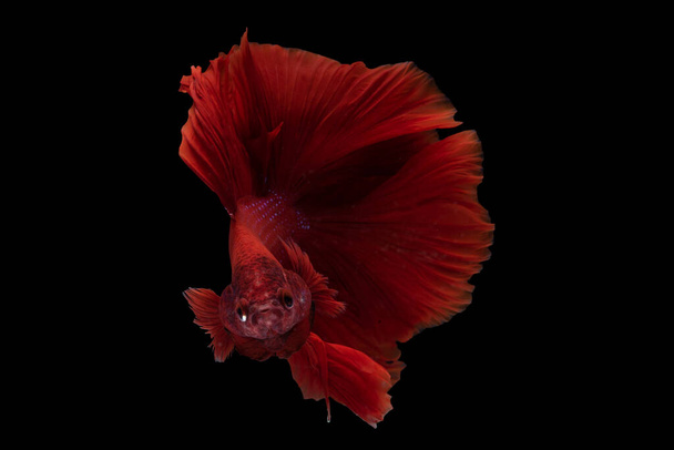 Рыба глубокого красного цвета, потрясающе плавающая на черном фоне, сиамская рыба-слон, изолированная на черном заднике, укушенная рыба роскошь. - Фото, изображение