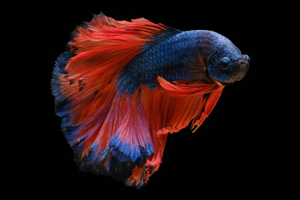 Hermosa cola de pez betta naranja vibrantes escamas azules brillan y reflejan la luz suave, creando una pantalla fascinante de colores que cautiva. - Foto, imagen
