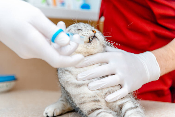Ο κτηνίατρος δίνει το φάρμακο στη γάτα με αντιβίωση.Γάτα λαμβάνει φαρμακευτική αγωγή ή εμβολιασμό.Γιατρός σε γάντια λατέξ, χέρια closeup.Scottish Fold γάτα δεν αρέσει ιατρική. - Φωτογραφία, εικόνα