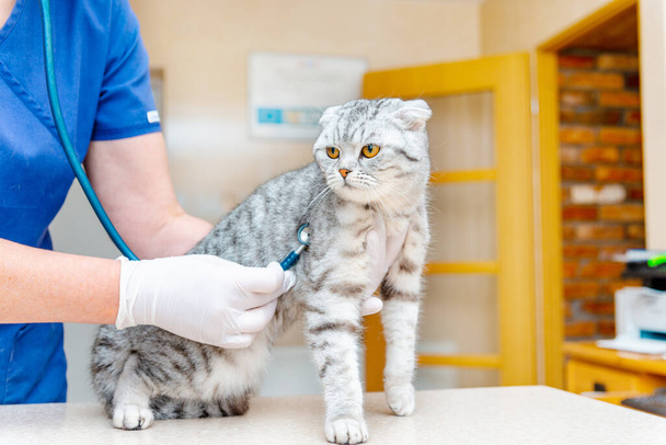 Veterinario examinando con estetoscopio a un gatito en hospital animal.Gato Fold escocés en clínica veterinaria. - Foto, Imagen