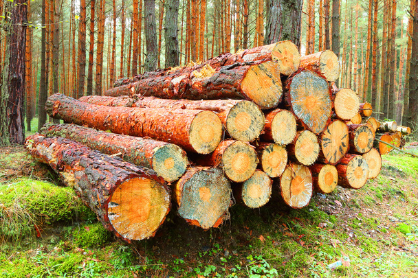 Tronchi di pino nella foresta
. - Foto, immagini