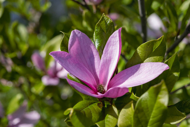Рожева квітка, що росте на кущі на зеленому тлі листя і саду
 - Фото, зображення