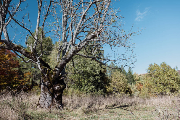 Ein großer toter Baum mit großen Ästen - Foto, Bild
