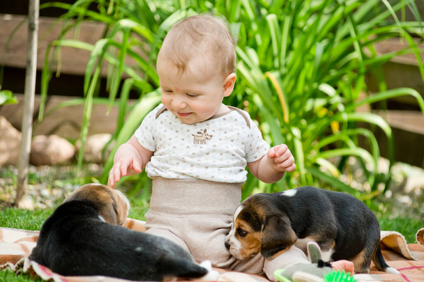 Criança e Beagle gambol no quintal. rastejando criança e filhote de cachorro jogos no gramado. Amizade de cães e crianças. Grande sorriso menino e cão beijo. - Foto, Imagem