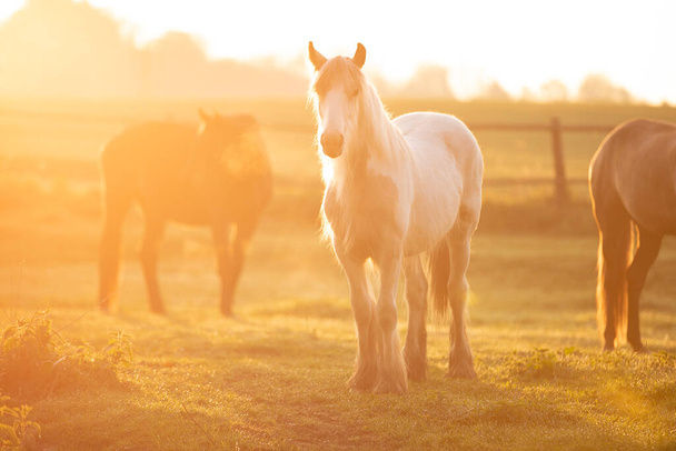 Tinker horse Galineers Cob grazing in a field with rising morning sun - Foto, Imagem