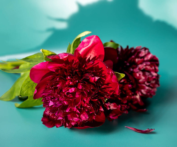 Red peony flowers on the green background - Photo, Image