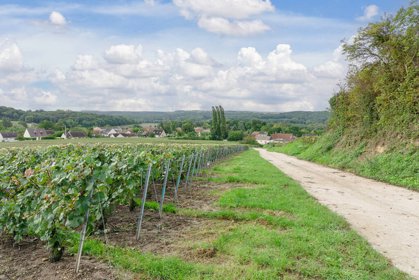Řada vinných hroznů ve vinicích šampaňského na Montagne de reims. - Fotografie, Obrázek