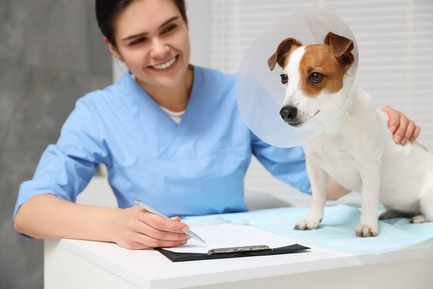獣医師とジャック・ラッセル・テリア犬は診療所で医療用プラスチック製の襟を着て、ペットに焦点を当てます - 写真・画像