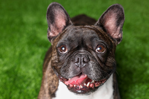Adorable French Bulldog on green background. Lovely pet - Photo, Image
