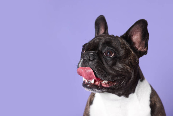 Adorable French Bulldog on purple background, space for text. Lovely pet - Foto, Imagem