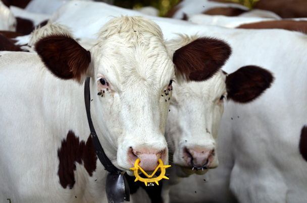 Vaches avec un anneau dans les narines
 - Photo, image