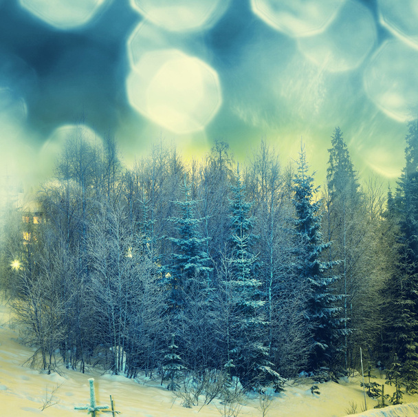 Talvinen metsäpuut
 - Valokuva, kuva