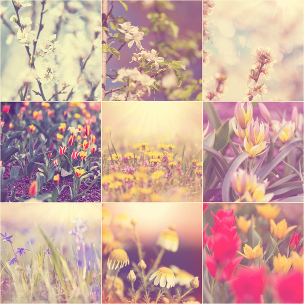 Collage fleurs printemps
 - Photo, image