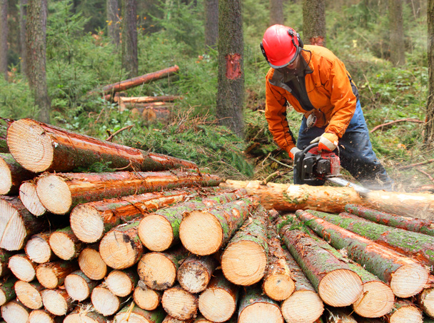 Bir ormanda çalışan oduncu. - Fotoğraf, Görsel