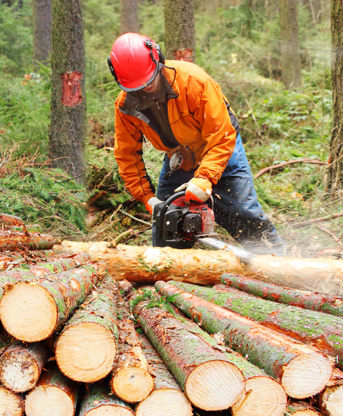 De houthakker werken in een forest. - Foto, afbeelding