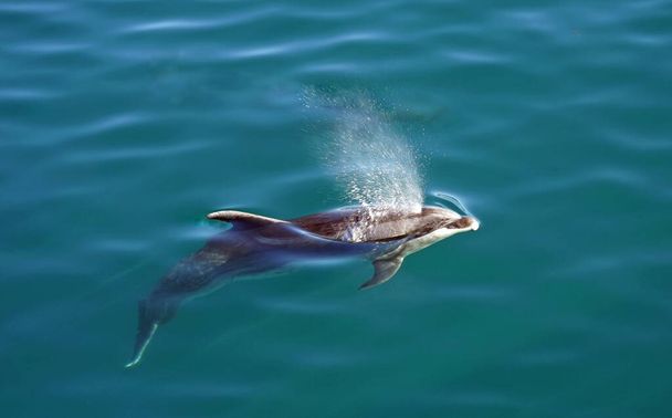 imagen selectiva del delfín de pico blanco nadando bajo el agua en mar abierto - Foto, Imagen