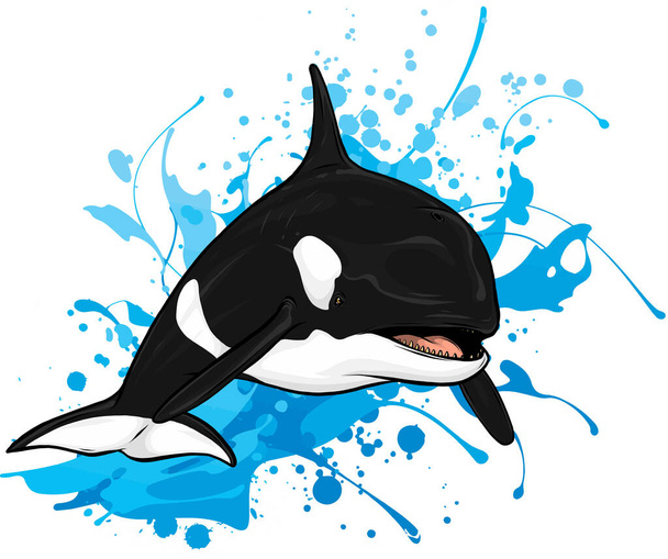 Vektorillustration des Killerwals, der aus dem Wasser springt - Vektor, Bild