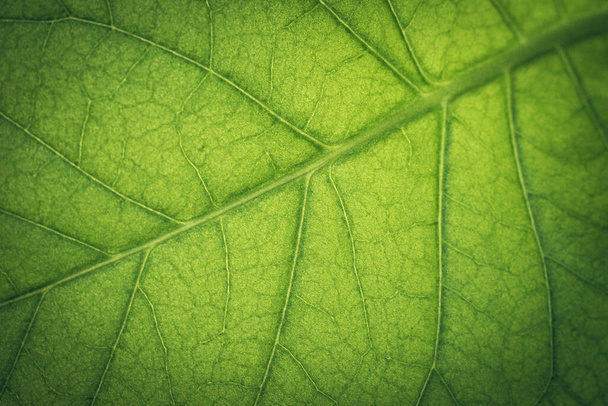 Plantación de tabaco con frondosas hojas verdes. Super macro primer plano de las hojas frescas de tabaco. Enfoque selectivo suave. Grano creado artificialmente para la imagen - Foto, Imagen