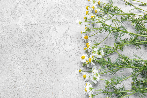 Φρέσκα λουλούδια χαμομηλιού σε φόντο grunge - Φωτογραφία, εικόνα