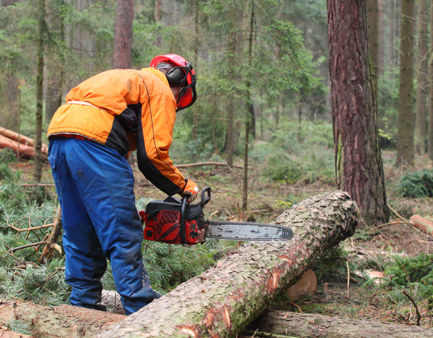 Bir ormanda çalışan oduncu. - Fotoğraf, Görsel