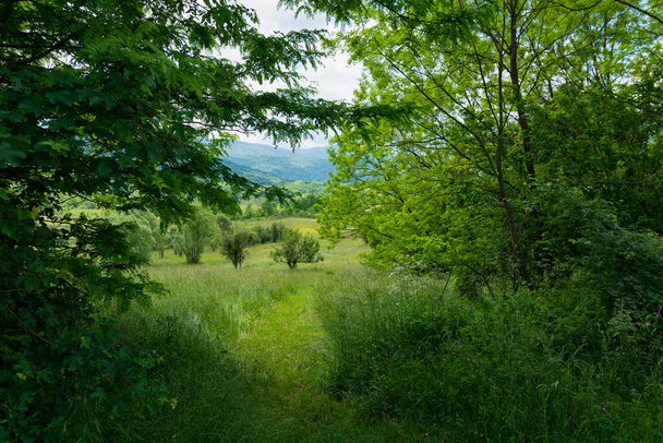 View through dense foliage of beautiful meadows and a narrow path through the grass on a summer day in nature - Foto, Imagen