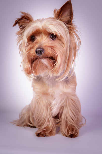 Yorkshire terrier - Photo, Image