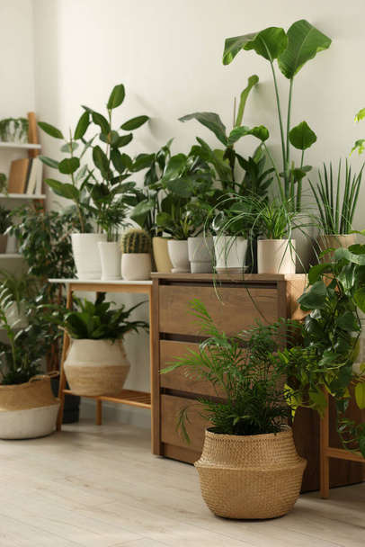 Many different potted houseplants near white wall indoors - Foto, immagini
