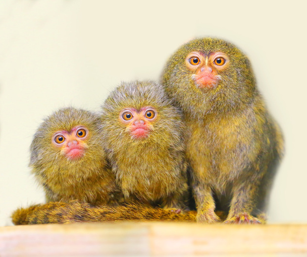 The Pygmy Marmoset family - Photo, Image