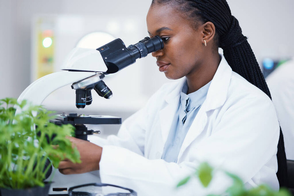Pflanzenkunde, Mikroskop und schwarze Frau in einem Labor mit Nachhaltigkeits- und Botanikforschung. Blattwachstum, Studie und Wissenschaftlerin in einem Labor für landwirtschaftliche Entwicklung und Reichweitenprüfung. - Foto, Bild