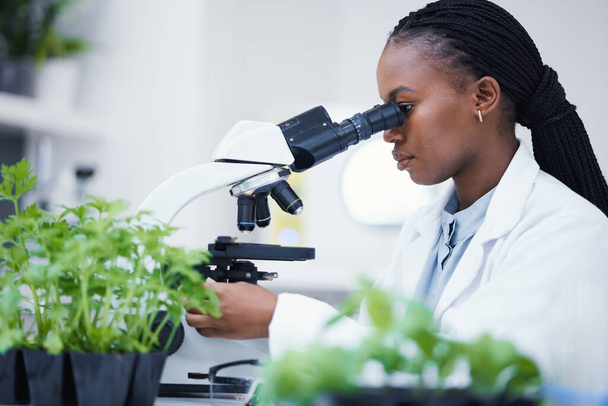 Plant research, microscope and black woman in a laboratory with sustainability analytics research. Leaf growth, study and female scientist in a lab for agriculture development and scope testing. - Fotografie, Obrázek