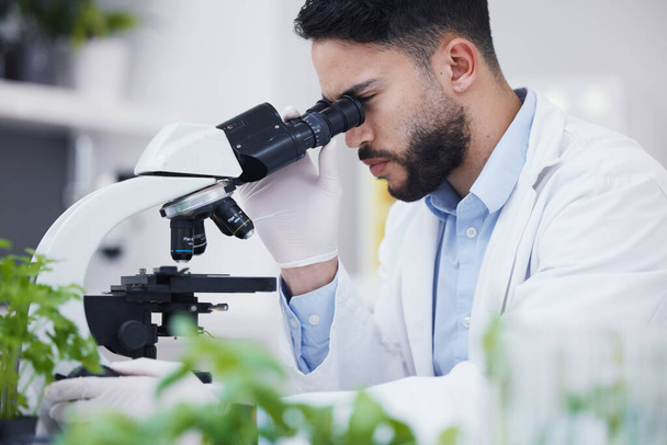 Plant science, microscope and man in a laboratory with sustainability, ecology and botany research. Leaf growth, study and male scientist in a lab for agriculture development and scope testing. - Photo, Image