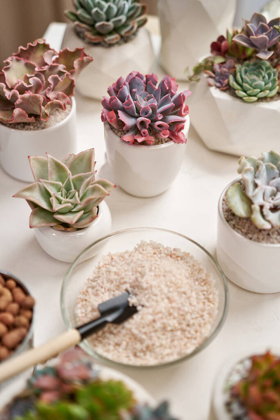 Home gardener transplanting succulent plant in ceramic pots on a table. - Foto, Bild