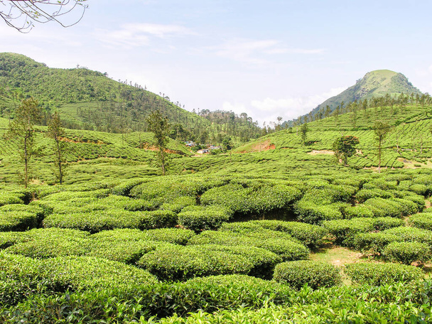 Tea kertek a ködös hegyek Ooty Indiában - Fotó, kép