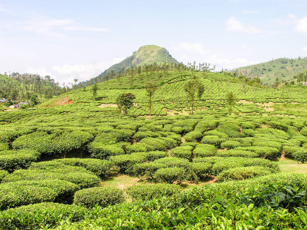 Tea gardens on the misty mountains of Ooty in India - Photo, Image