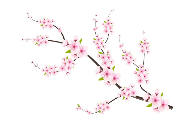 Vektorový květ třešně s sakura květinou.Třešňový květ s třešňovým pupenem a růžovým sakura květem - Vektor, obrázek