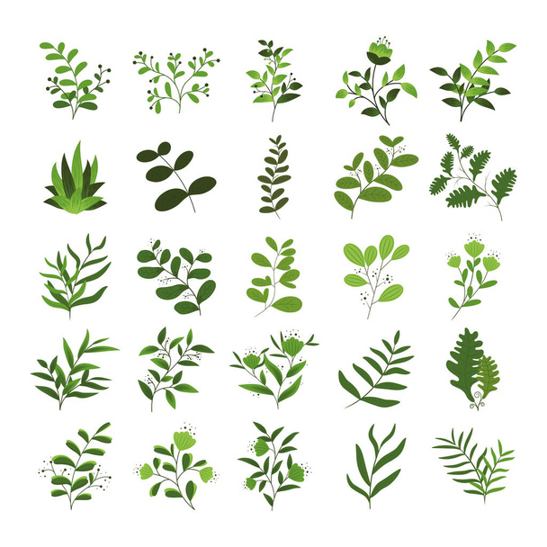 set of various green plants. leaves  - Vector, Image