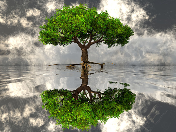boom op het water - Foto, afbeelding