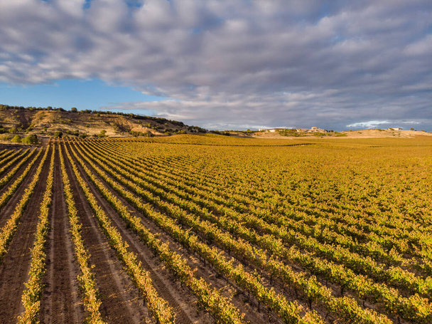 campo de vinhas, Aranda de Duero, província de Burgos, Espanha - Foto, Imagem