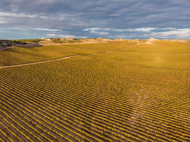 поле виноградников, Аранда-де-Дуэро, провинция Бургос, Испания - Фото, изображение